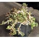 Anacampseros lanceolata 5-inch pots