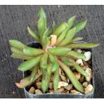 Anacampseros marlothii 2-inch pots