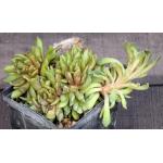 Anacampseros marlothii 3-inch pots