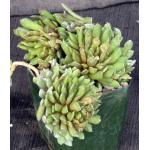 Anacampseros marlothii 4-inch pots