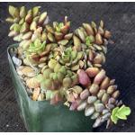 Anacampseros rufescens ‘Sunrise’ 4-inch pots