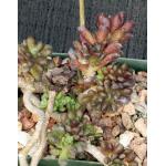 Anacampseros subnuda 4-inch pots