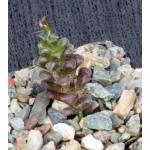 Anacampseros filamentosa ssp. namaquensis 3-inch pots