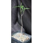 Adansonia madagascarensis 5-inch pots
