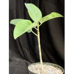 Antiaris toxicaria 8-inch pots