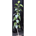 Antiaris toxicaria 3-gallon pots