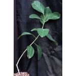 Antiaris toxicaria one-gallon pots