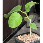 Antiaris toxicaria one-gallon pots