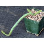 Aporocactus flagelliformis 4-inch pots