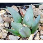 Ariocarpus retusus (Las Tablas) 4-inch pots