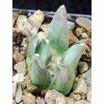 Ariocarpus retusus ssp. scapharostroides 4-inch pots