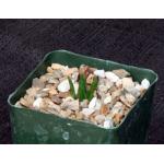 Ariocarpus bravoanus 4-inch pots