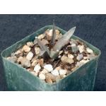 Ariocarpus retusus ssp. scapharostroides 4-inch pots