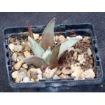 Ariocarpus retusus 4-inch pots