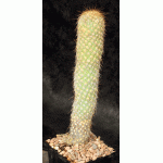 Austrocylindropuntia pachypus 5-inch pots