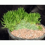 Austrocylindropuntia subulata (crest) 3-gallon pots