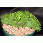 Austrocylindropuntia subulata (crest) 8-inch pots