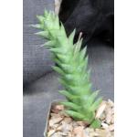 Astroloba bullulata 4-inch pots