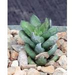 Astroloba bullulata 4-inch pots