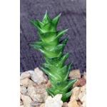 Astroloba foliolosa (Springbokvlakte) 2-inch pots