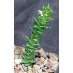 Astroloba foliolosa (Springbokvlakte) 4-inch pots