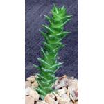 Astroloba foliolosa (Springbokvlakte) 4-inch pots