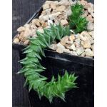 Astroloba foliolosa (Springbokvlakte) 5-inch pots