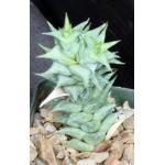 Astroloba herrei 4-inch pots