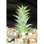 Astroloba herrei (dodsoniana) 4-inch pots