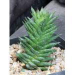 Astroworthia bicarinata (skinneri) one-gallon pots