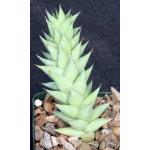 Astroloba smutsiana 4-inch pots
