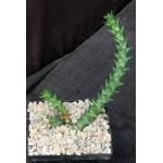 Astroloba foliolosa (Springbokvlakte) 5-inch pots
