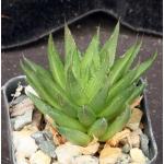 Astroloba spiralis 2-inch pots