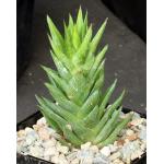 Astroloba spiralis 5-inch pots