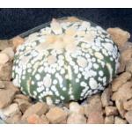 Astrophytum asterias Super Kabuto 4-inch pots