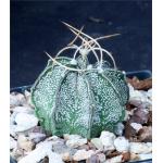 Astrophytum capricorne 5-inch pots
