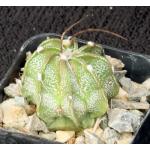 Astrophytum capricorne 2-inch pots