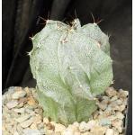 Astrophytum myriostigma x ornatum 5-inch pots