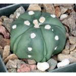 Astrophytum asterias Fukuryu 3-inch pots