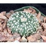 Astrophytum asterias Super Kabuto 4-inch pots