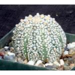 Astrophytum asterias Super Kabuto 5-inch pots