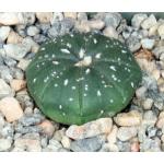 Astrophytum asterias Super Kabuto 2-inch pots