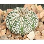Astrophytum asterias Super Kabuto 4-inch pots