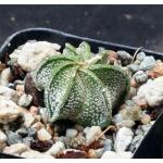 Astrophytum capricorne 2-inch pots