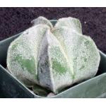 Astrophytum myriostigma 2-inch pots