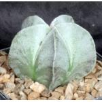 Astrophytum myriostigma 5-inch pots