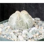 Astrophytum myriostigma cv ‘Onzuka‘ 2-inch pots