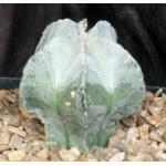 Astrophytum myriostigma one-gallon pots