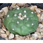Astrophytum myriostigma Kikko 4-inch pots