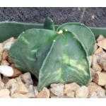 Astrophytum myriostigma (variegate) 4-inch pots